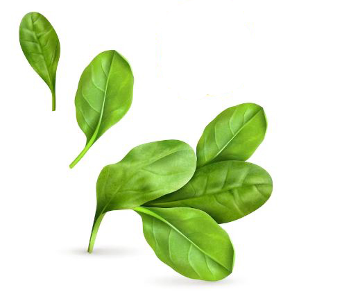 best funny spinach puns
